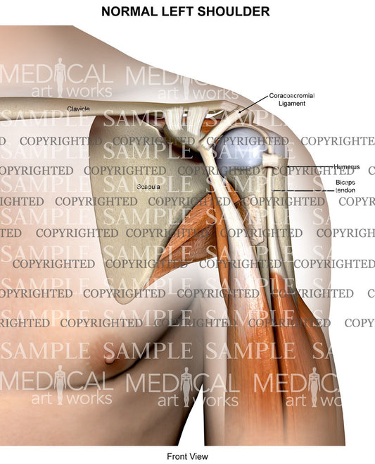 Normal Left Shoulder Anatomy anterior view