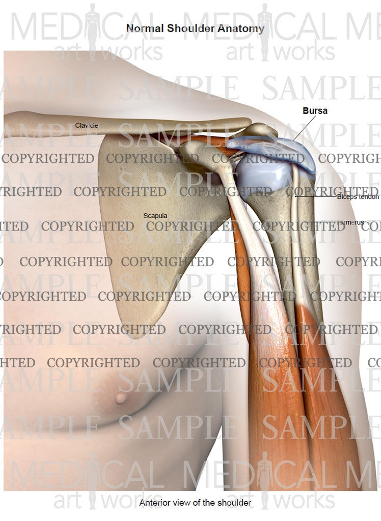 Normal shoulder anatomy+skin