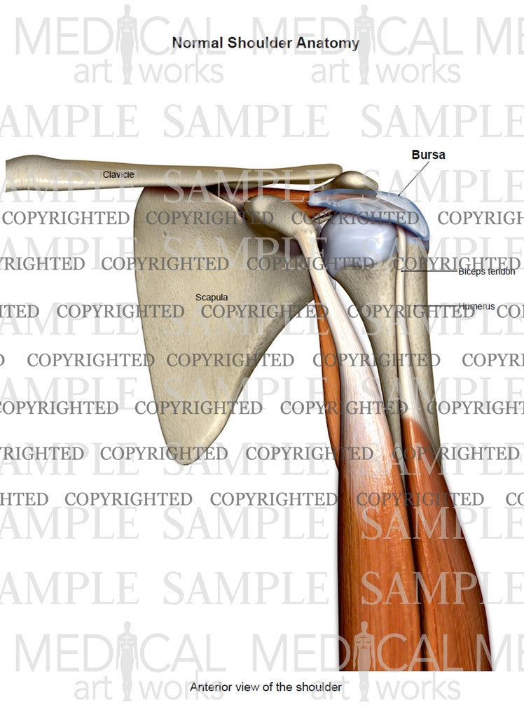 Normal shoulder anatomy