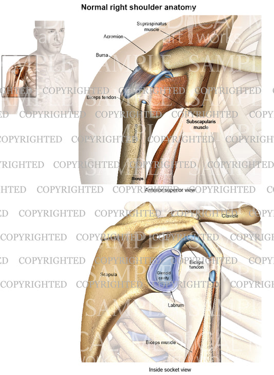 Normal right shoulder anatomy - oblique view - socket view