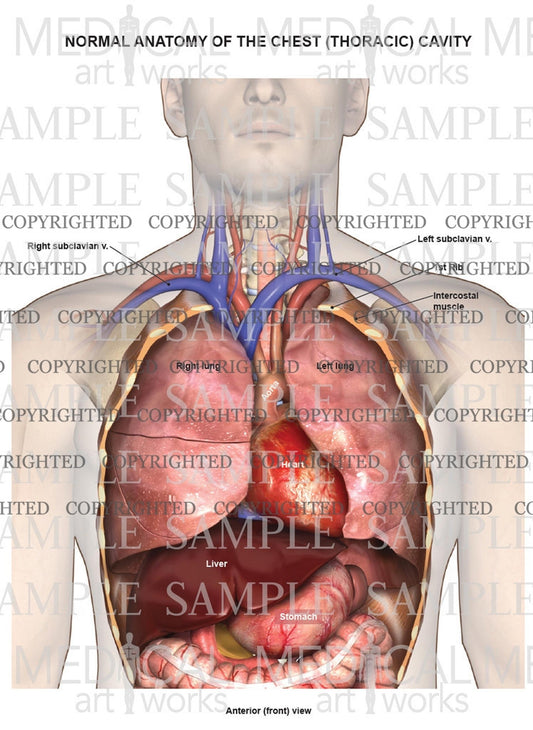 Normal anatomy of the chest (thoracic) cavity and lungs