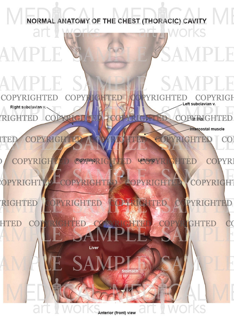 Normal female anatomy of the chest (thoracic) cavity and lungs