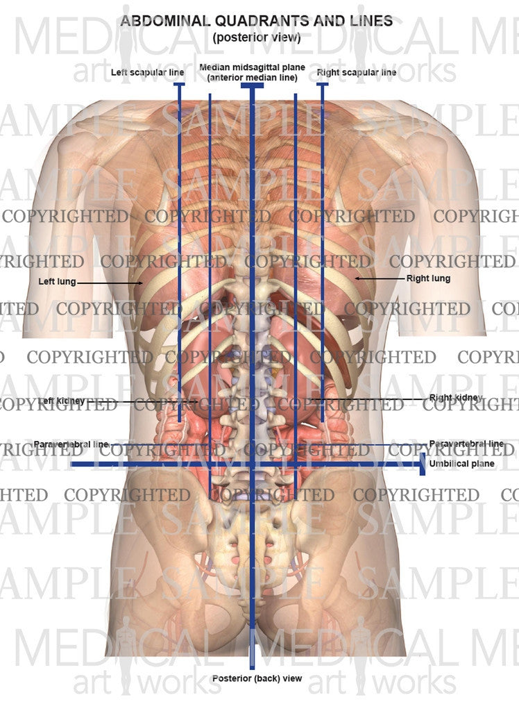 Abdominal lines and quadrants posterior view