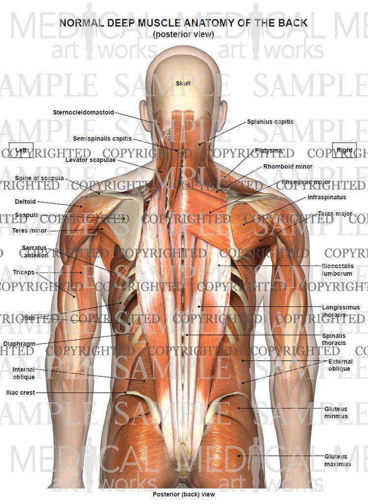 Normal anatomy of the deep muscles of the back and neck – Medical Art Works