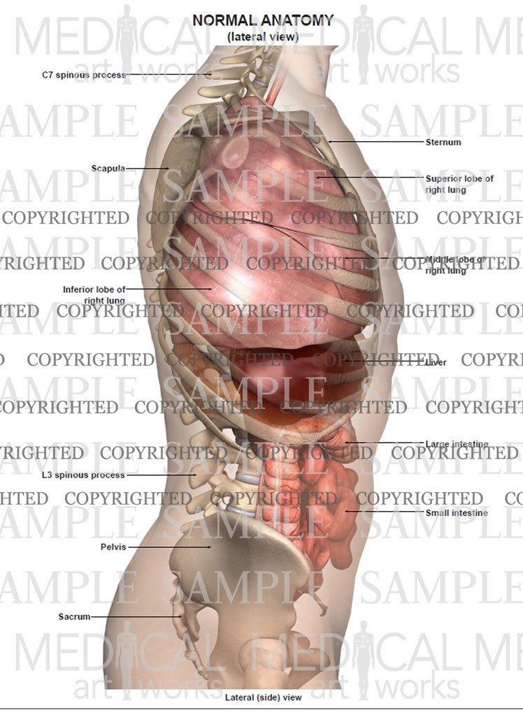 Lateral anatomy of the abdomen and chest