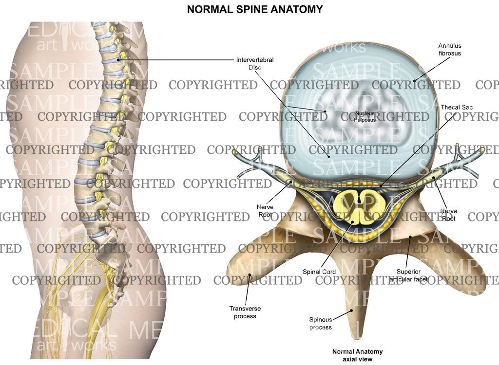 Normal anatomy of the thoracic spine – Medical Art Works