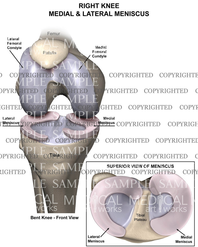 Normal anatomy of the right knee