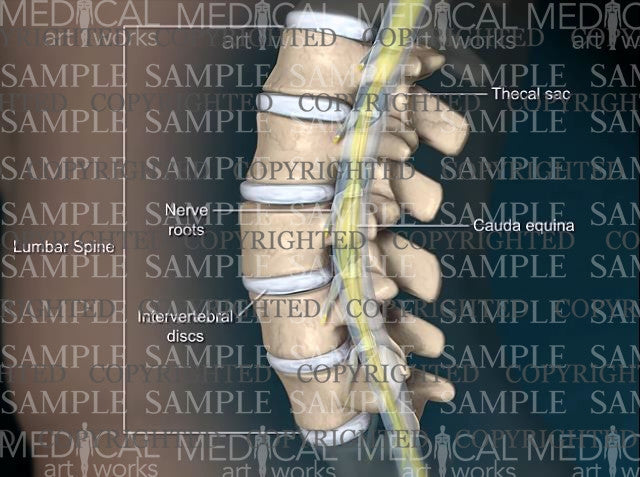Male lumbar spine normal anatomy