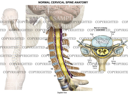 Normal anatomy cervical spine