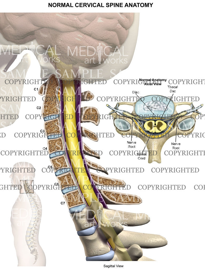 Normal anatomy of cervical spine