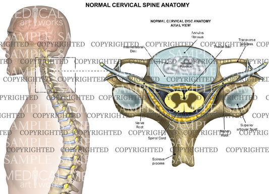 Cervical spine normal anatomy