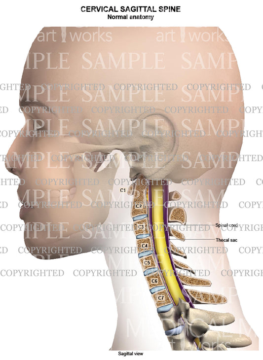 Cervical spine normal anatomy - sagittal view - female