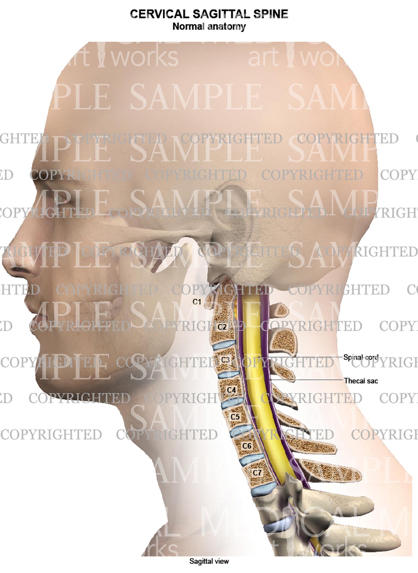 Cervical spine normal anatomy - sagittal view - Male