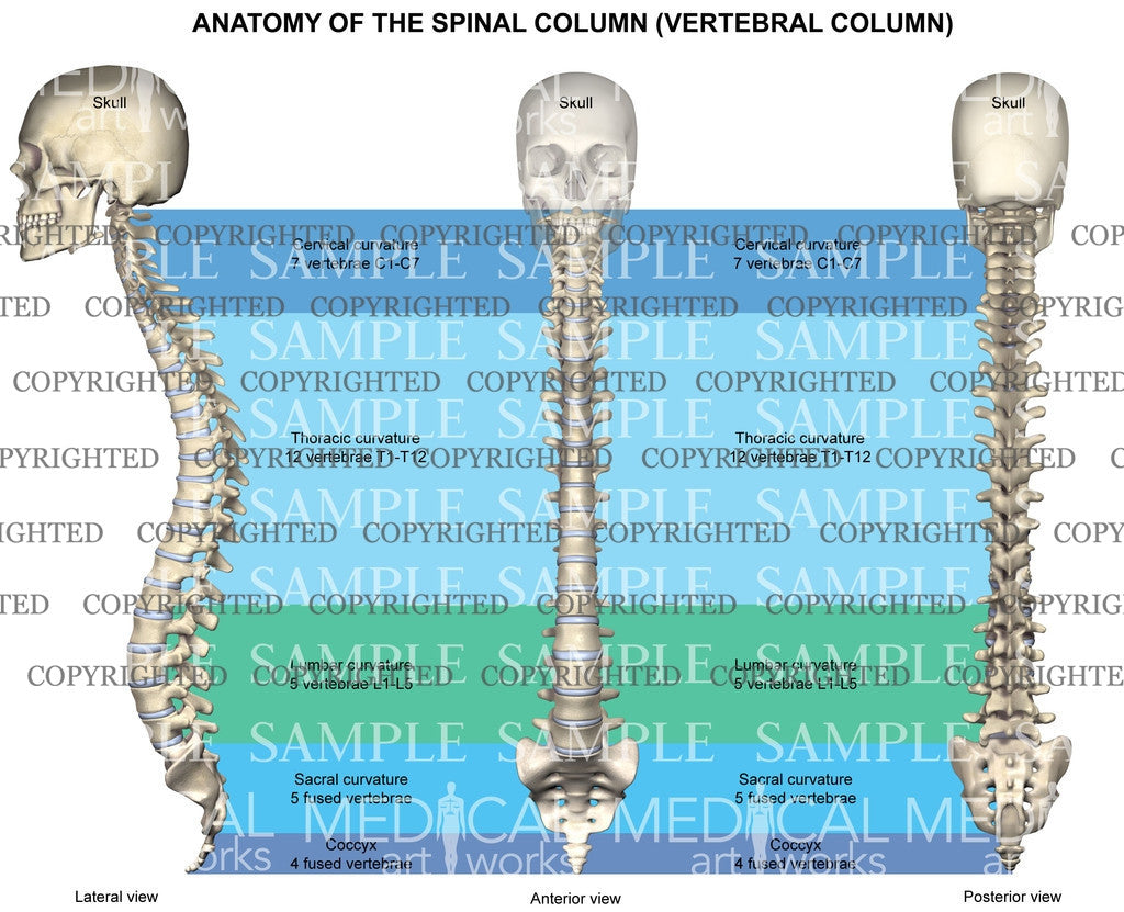 Anatomy of the Spinal column