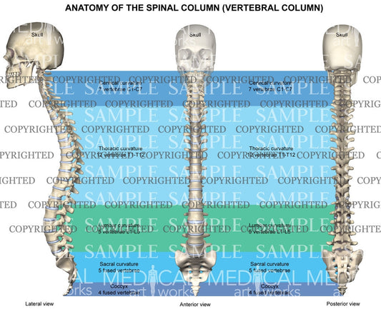 Anatomy of the spinal column (vertebral column)
