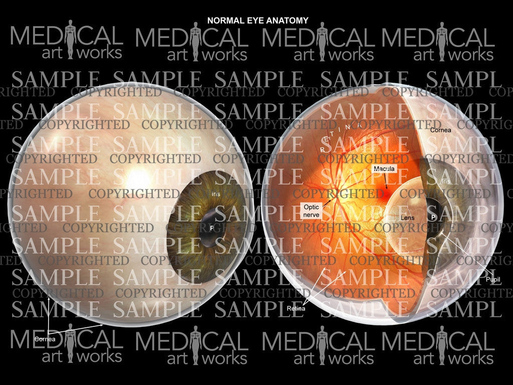 Normal eye anatomy with interior view – Medical Art Works