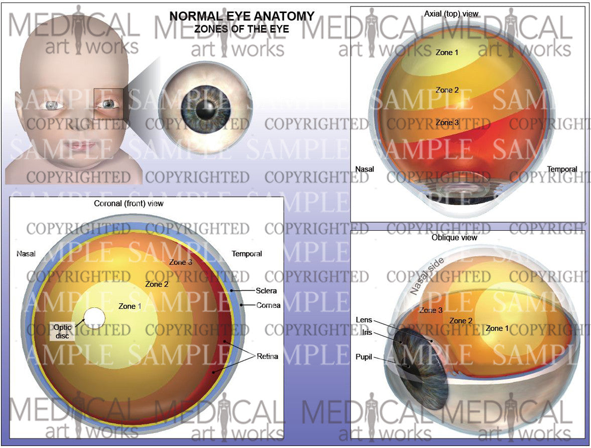 Normal Eye Dissection Normal eye anatomy - Zones of the eye - Infant – Medical Art Works