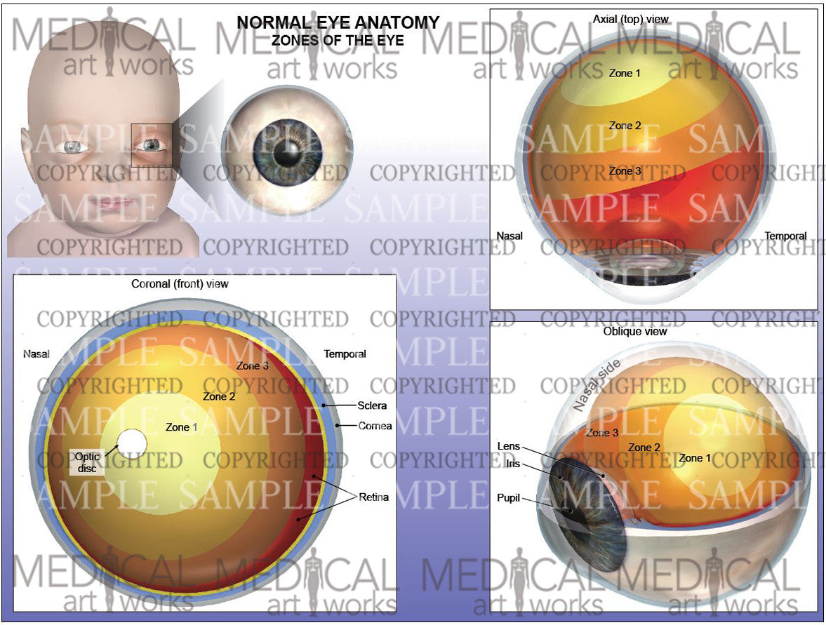 Normal eye anatomy - Zones of the eye - Infant