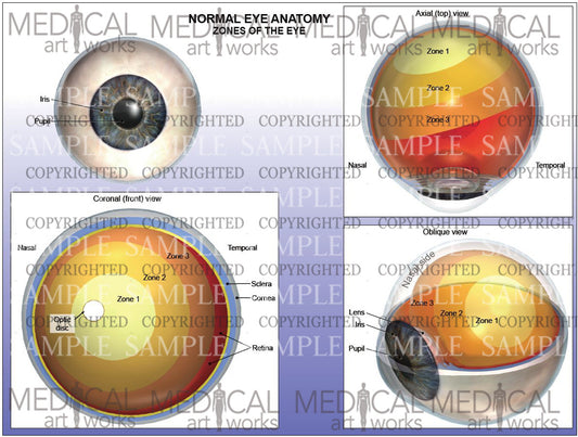 Normal eye anatomy - Zones of the eye - Various views