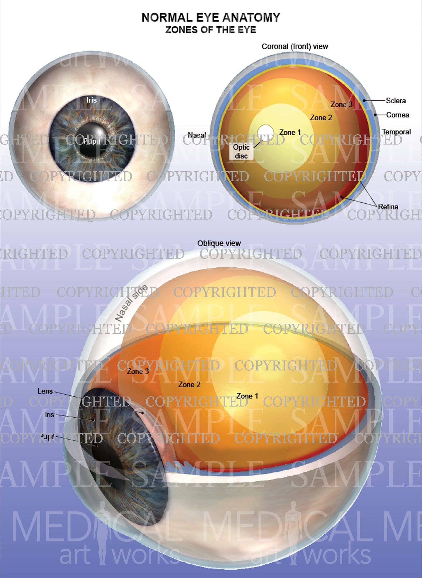 Normal eye anatomy - Zones of the eye - Vertical layout