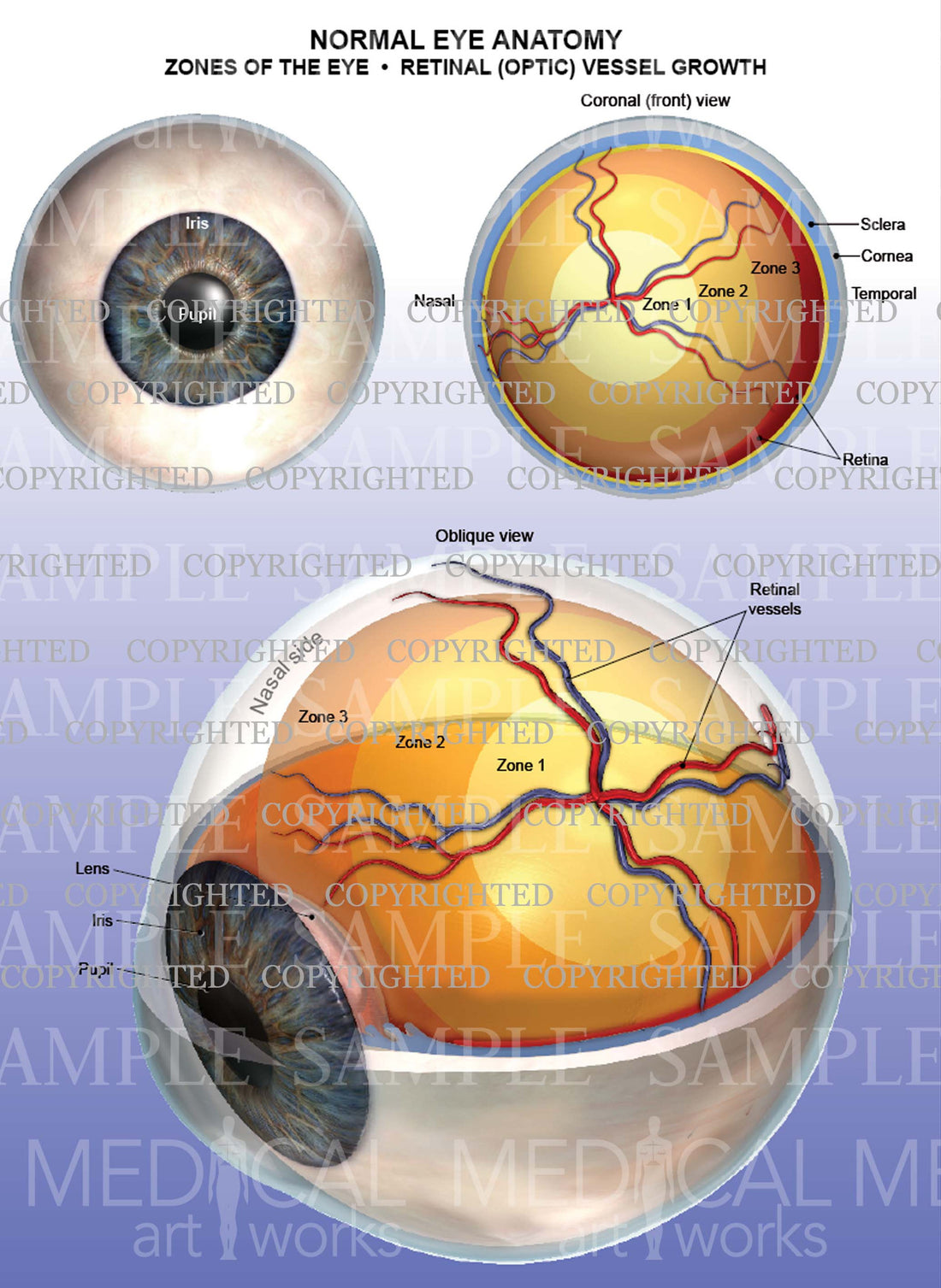 Normal eye anatomy - Zones of the eye - Retinal vessels – Medical Art Works