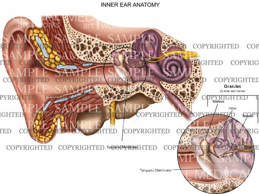 Inner Ear Anatomy