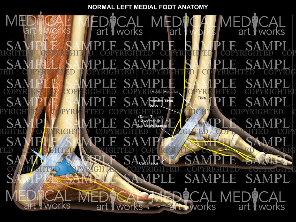 Left foot normal anatomy - medial view – Medical Art Works