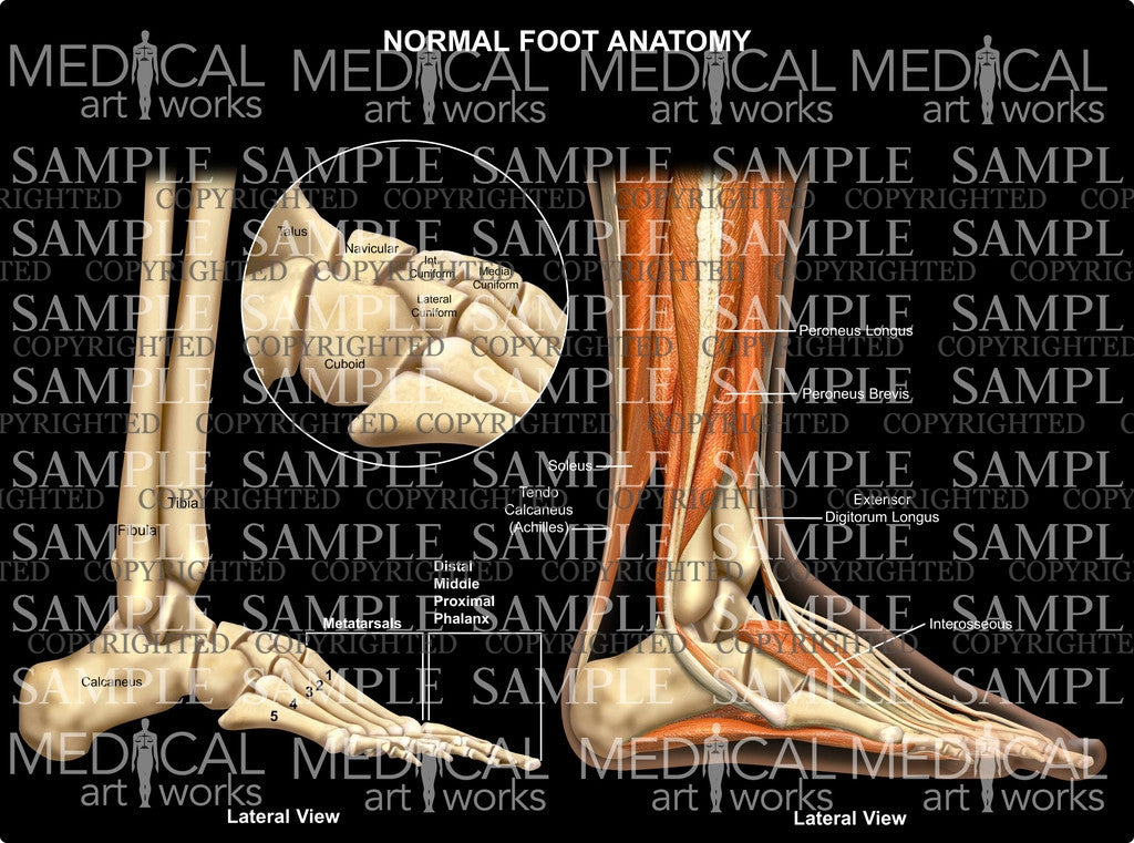 Right Foot Lateral View Stock Ankle: Normal Anatomy — Illustrated