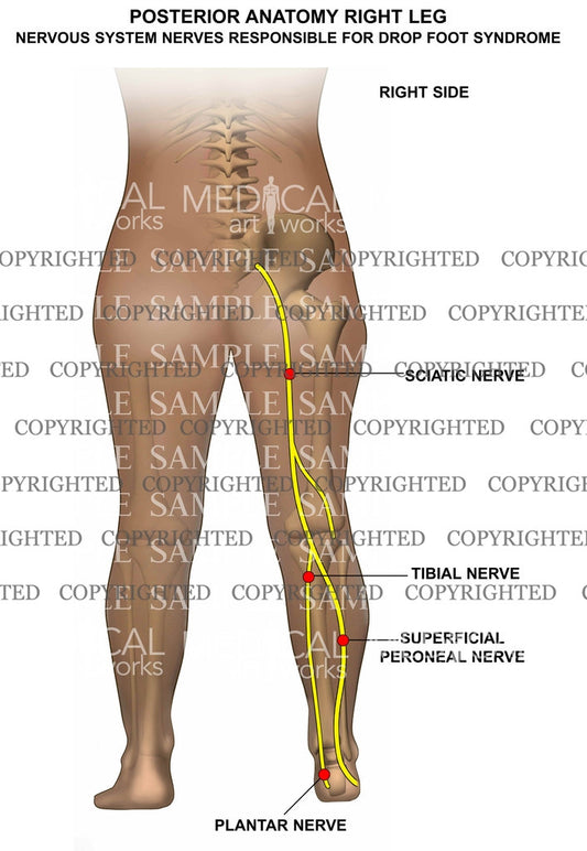 Posterior anatomy right leg