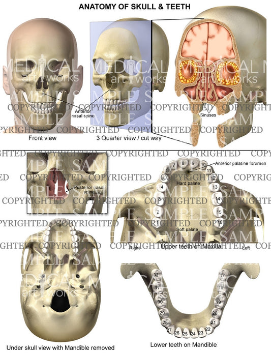 Anatomy of skull and teeth