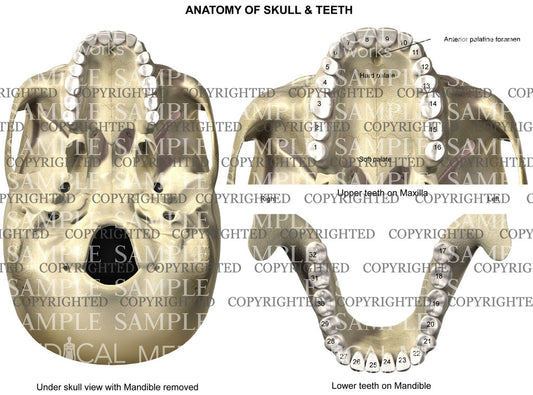 Anatomy of teeth and skull
