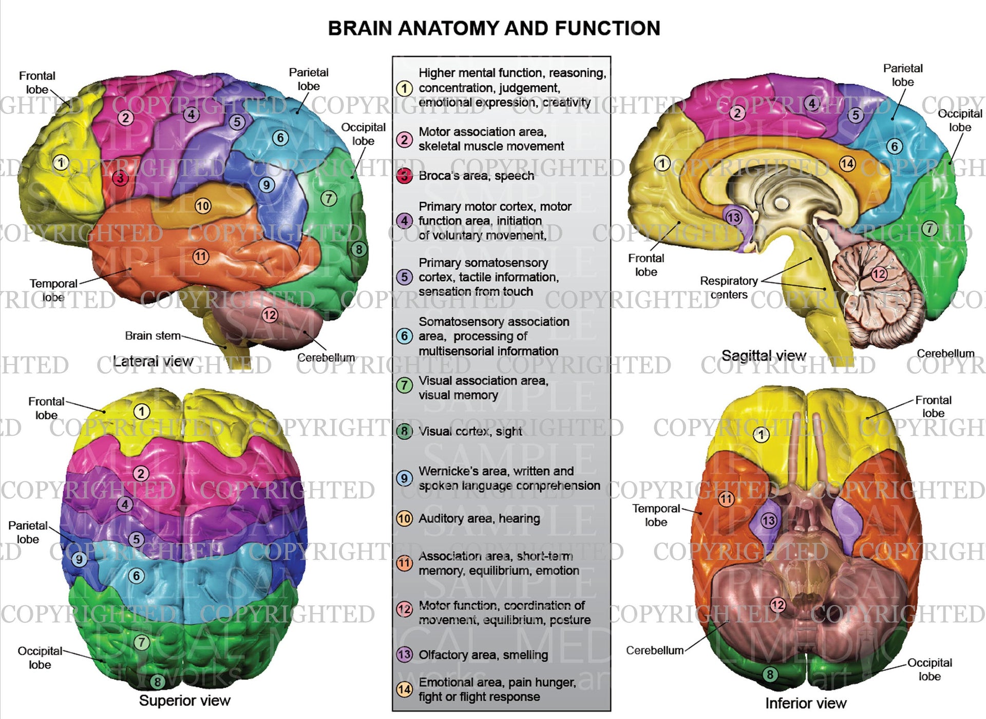 Brain Labeled With Functions