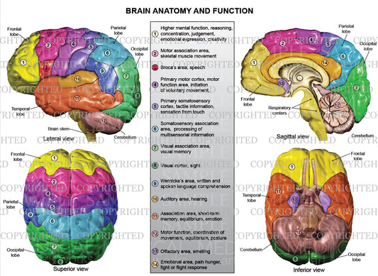 Brain anatomy and function