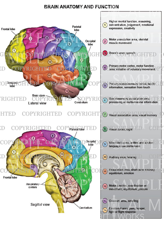 Brain anatomy and function - lateral and sagittal view