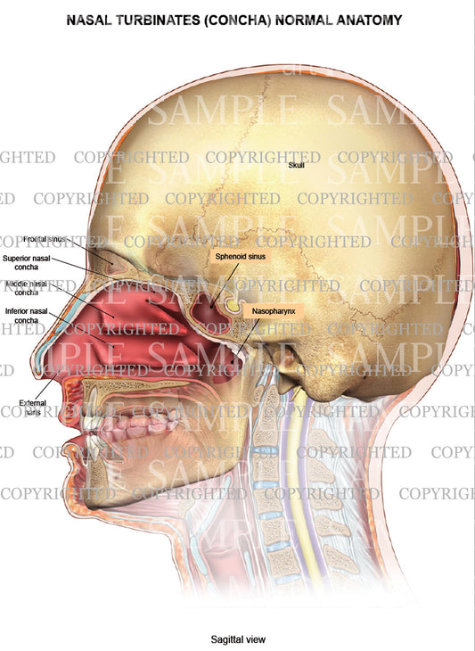 Nasal turbinates (concha) normal anatomy