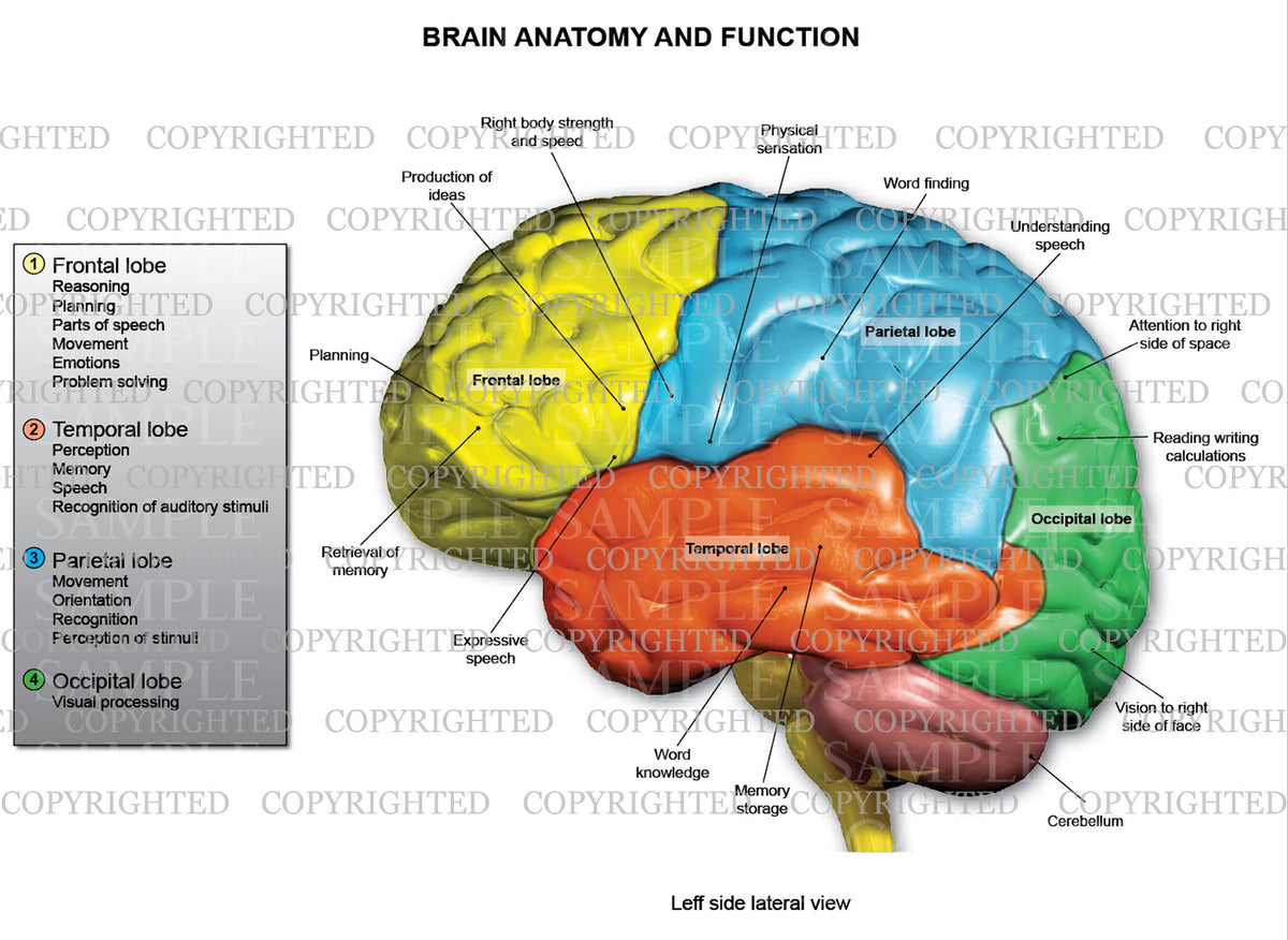 Lobe Functions Brain Diagram Lobes