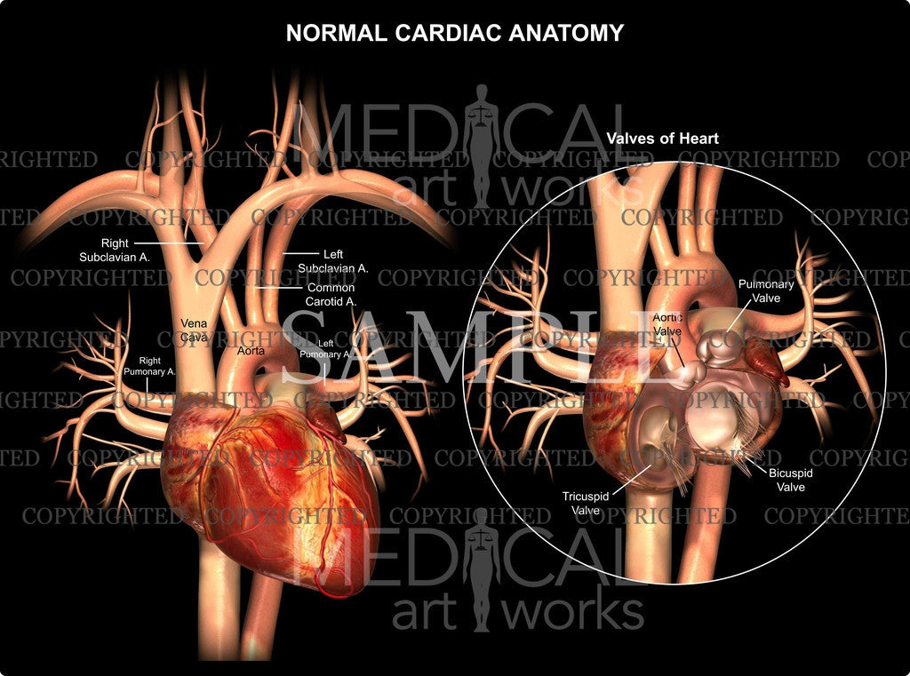 Normal Cardiac Us Normal Cardiac Anatomy – Medical Art Works