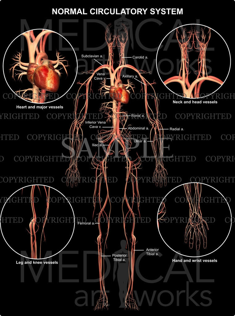 Normal Circulatory Anatomy