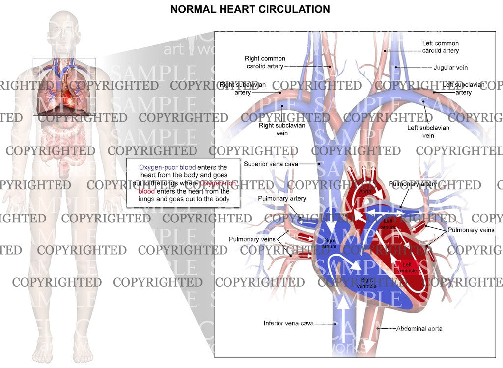 Normal circulation of blood through the heart and lungs