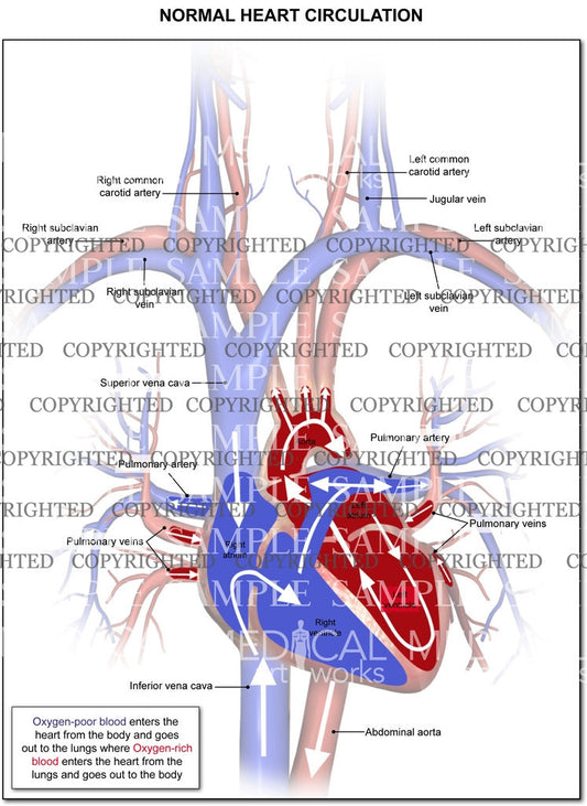 Circulation of blood through the heart and lungs