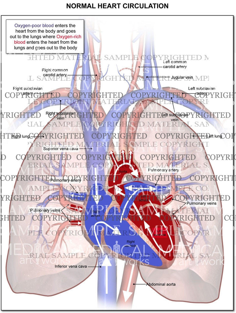 Circulation through the heart and lungs