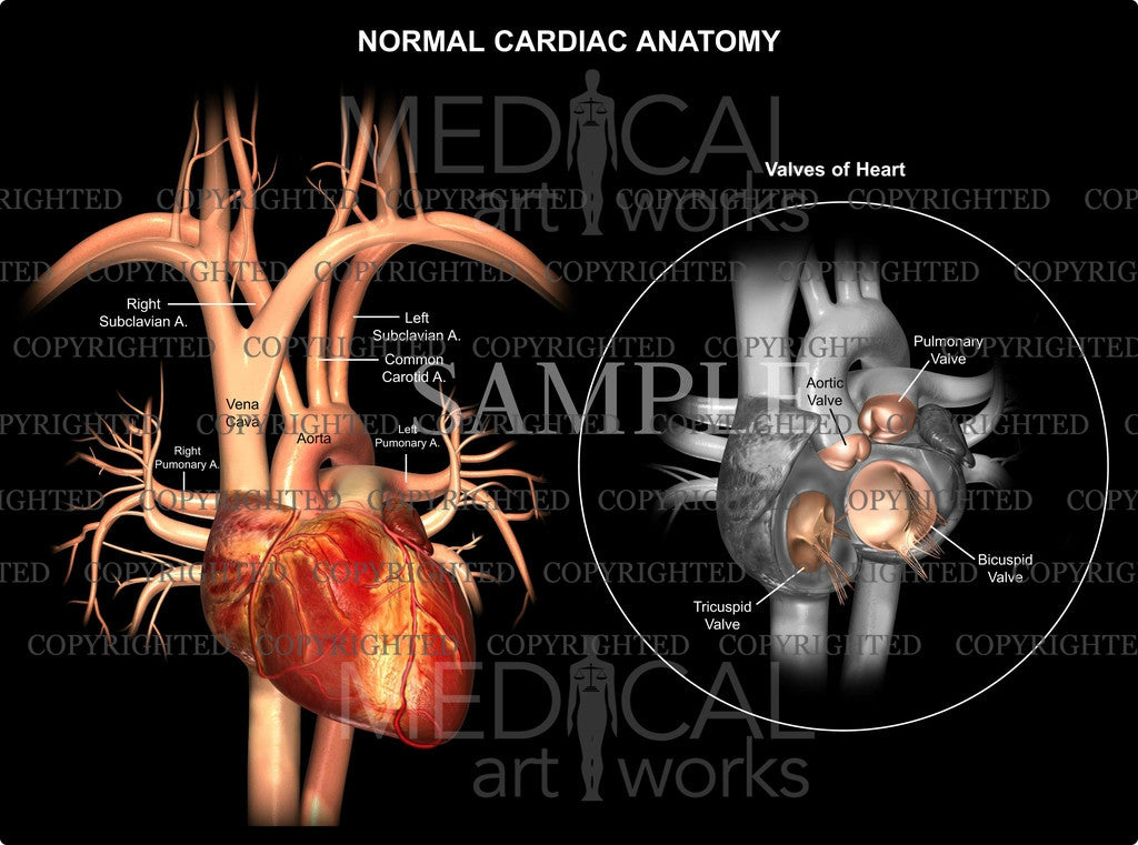 Normal Cardiac Valves Anatomy