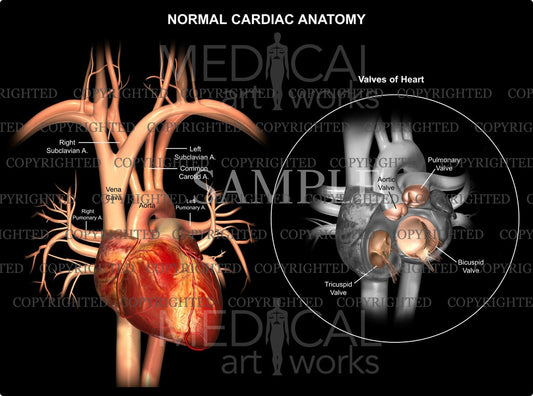Normal Cardiac Valves Anatomy