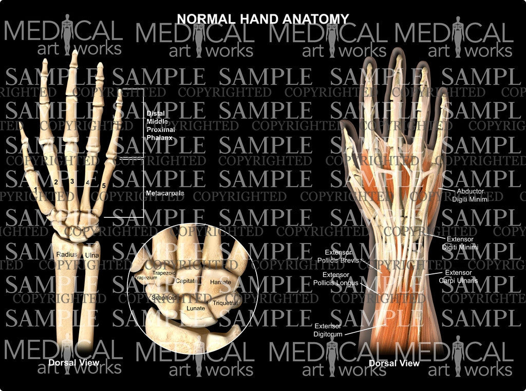Normal hand wrist anatomy - dorsal view