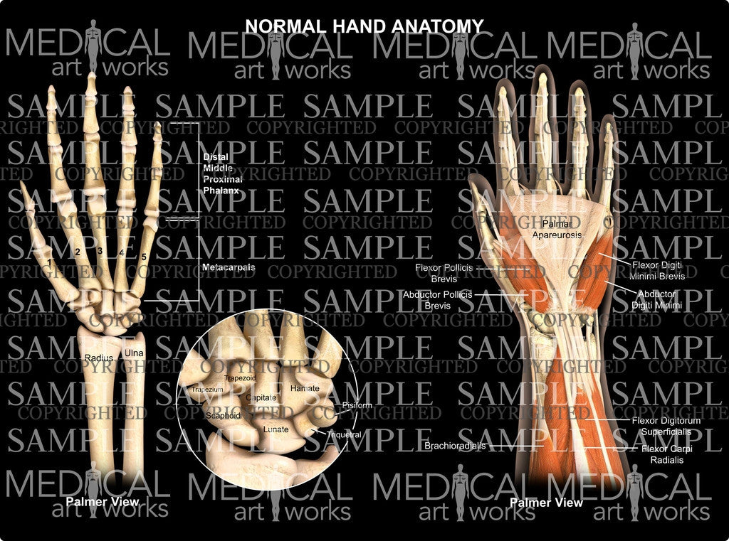 Normal hand wrist anatomy - palmar view