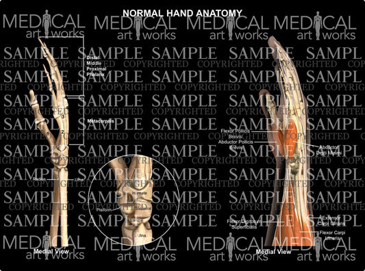 Normal hand wrist anatomy - medial view