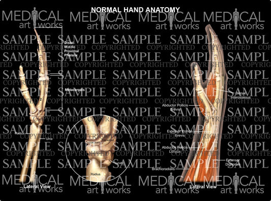 Normal hand wrist anatomy - lateral view