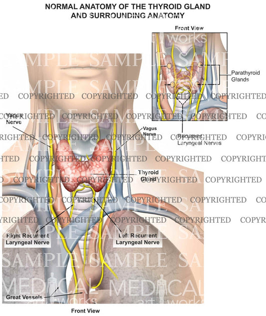 Thyroid and surrounding anatomy