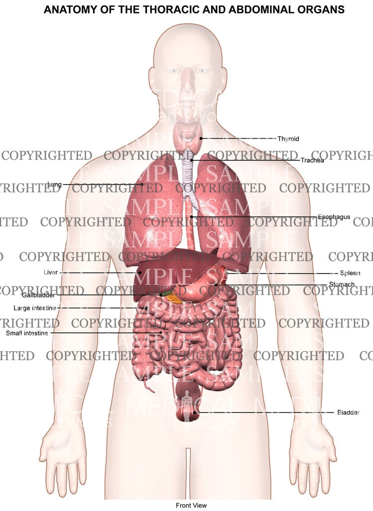 Anatomy of the thoracic and abdominal organs