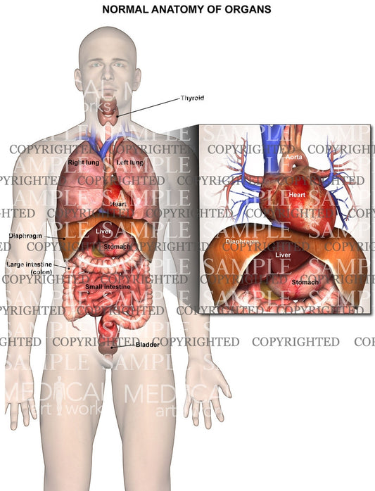 Normal chest and abdominal anatomy/organs